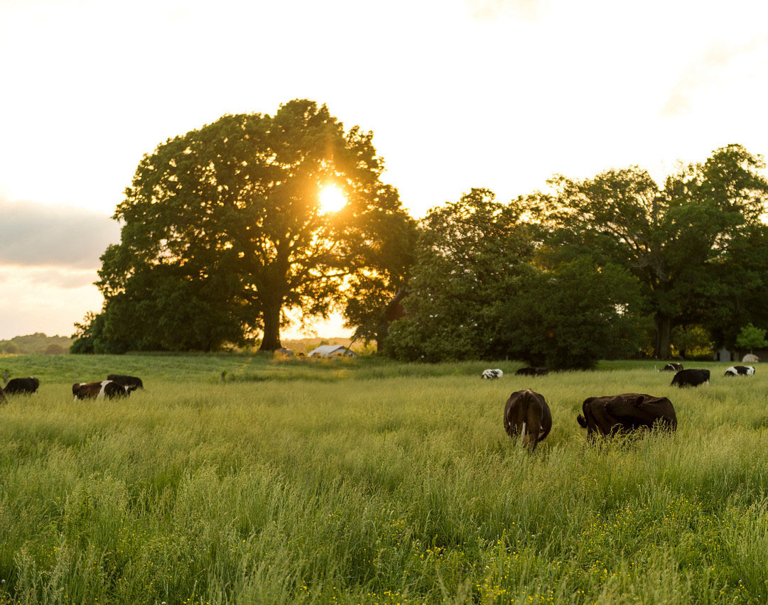 Reedy Fork Farm Holiday Wish - Our Wishes for You May Your Holiday Season Yield A Healthy Crop of Joy, Hope & Peace. May You Find Your Happiness in the Hearts of Those Who Love You.